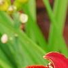 Hemerocallis 'Scarlet Tanager', flowers