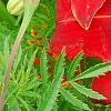 Hemerocallis 'Scarlet Tanager', flowers