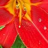 Hemerocallis 'Scarlet Tanager', flowers