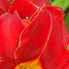 Hemerocallis 'Scarlet Tanager', flowers