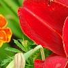 Hemerocallis 'Scarlet Tanager', flowers