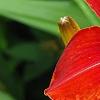 Hemerocallis 'Scarlet Tanager', flowers