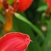 Hemerocallis 'Scarlet Tanager', flowers