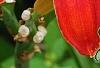 Hemerocallis 'Scarlet Tanager', flowers