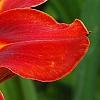 Hemerocallis 'Scarlet Tanager', flowers