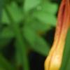 Hemerocallis 'Scarlet Tanager', flowers