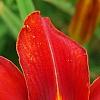 Hemerocallis 'Scarlet Tanager', flowers