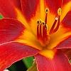 Hemerocallis 'Scarlet Tanager', flowers