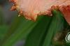 Hemerocallis 'Strawberry Candy', flowers