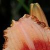 Hemerocallis 'Strawberry Candy', flowers