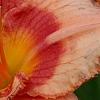 Hemerocallis 'Strawberry Candy', flowers