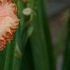 Hemerocallis 'Strawberry Candy', flowers