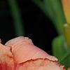 Hemerocallis 'Strawberry Candy', flowers