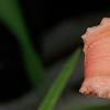 Hemerocallis 'Strawberry Candy', flowers