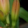 Hemerocallis 'Strawberry Candy', flowers