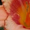 Hemerocallis 'Strawberry Candy', flowers