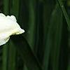 Hemerocallis 'Sunday Gloves', flowers