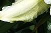 Hemerocallis 'Sunday Gloves', flowers