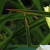 Hemerocallis 'Sunday Gloves', flowers