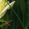 Hemerocallis 'Sunday Gloves', flowers