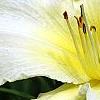 Hemerocallis 'Sunday Gloves', flowers
