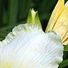 Hemerocallis 'Sunday Gloves', flowers