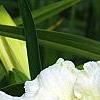 Hemerocallis 'Sunday Gloves', flowers