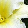 Hemerocallis 'Sunday Gloves', flowers