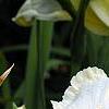Hemerocallis 'Sunday Gloves', flowers
