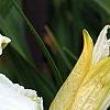 Hemerocallis 'Sunday Gloves', flowers