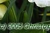 Hemerocallis 'Sunday Gloves', flowers