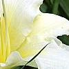 Hemerocallis 'Sunday Gloves', flowers