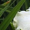 Hemerocallis 'Sunday Gloves', flowers