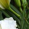 Hemerocallis 'Sunday Gloves', flowers