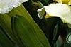 Hemerocallis 'Sunday Gloves', flowers