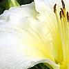 Hemerocallis 'Sunday Gloves', flowers
