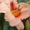 Hemerocallis 'Siloam Virginia Henson', flowers