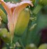 Hemerocallis 'Siloam Virginia Henson', flowers