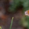 Hemerocallis 'Siloam Virginia Henson', flowers