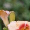 Hemerocallis 'Siloam Virginia Henson', flowers