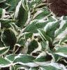 Hosta 'Albo-marginata', habit