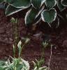 Hosta 'Albo-marginata', habit