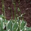 Hosta 'Albo-marginata', habit