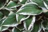 Hosta 'Albo-marginata', habit