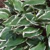 Hosta 'Albo-marginata', habit