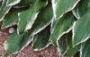 Hosta 'Albo-marginata', habit