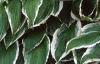 Hosta 'Albo-marginata', habit