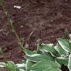 Hosta 'Albo-marginata', habit