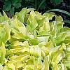 Hosta 'Anne Arett', habit