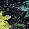 Hosta 'Anne Arett', habit